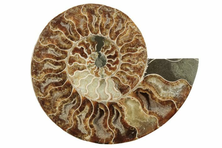 Cut & Polished Ammonite Fossil (Half) - Madagascar #200107